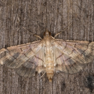 Cnaphalocrocis poeyalis at Melba, ACT - 3 Apr 2022 10:58 PM