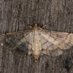 Cnaphalocrocis poeyalis at Melba, ACT - 3 Apr 2022 10:58 PM