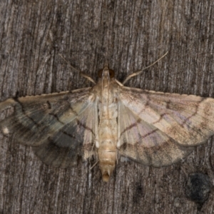 Cnaphalocrocis poeyalis at Melba, ACT - 3 Apr 2022