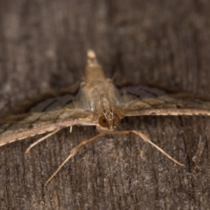 Cnaphalocrocis poeyalis at Melba, ACT - 3 Apr 2022 10:58 PM