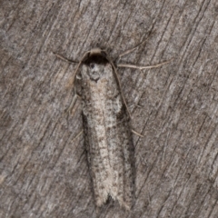 Lepidoscia adelopis, annosella and similar species (A Case moth) at Melba, ACT - 3 Apr 2022 by kasiaaus