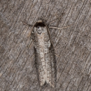 Lepidoscia adelopis, annosella and similar species at Melba, ACT - 3 Apr 2022 10:56 PM