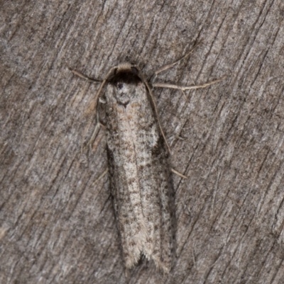 Lepidoscia adelopis, annosella and similar species (A Case moth) at Melba, ACT - 3 Apr 2022 by kasiaaus