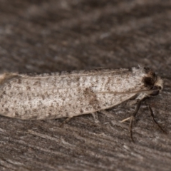 Lepidoscia adelopis, annosella and similar species at Melba, ACT - 3 Apr 2022 10:56 PM