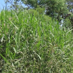 Phragmites australis at Fyshwick, ACT - 27 Nov 2020