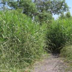 Phragmites australis at Fyshwick, ACT - 27 Nov 2020