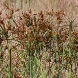 Cyperus exaltatus at Fyshwick, ACT - 25 Apr 2022