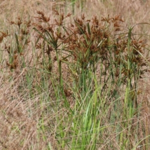 Cyperus exaltatus at Fyshwick, ACT - 25 Apr 2022