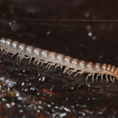 Paradoxosomatidae sp. (family) (Millipede) at Acton, ACT - 28 Apr 2022 by TimL