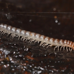 Paradoxosomatidae sp. (family) at Acton, ACT - 28 Apr 2022