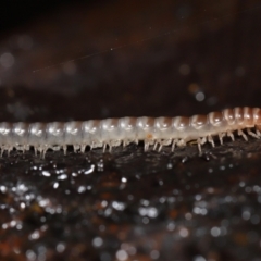 Paradoxosomatidae sp. (family) at Acton, ACT - 28 Apr 2022