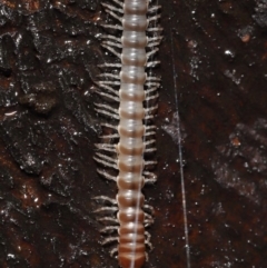 Paradoxosomatidae sp. (family) at Acton, ACT - 28 Apr 2022