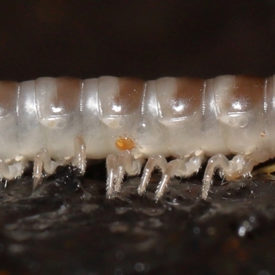 Unidentified Mite and Tick (Acarina) at ANBG - 28 Apr 2022 by TimL