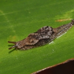 Cystopelta astra (Snowy Mountains Humpback Slug) at ANBG - 28 Apr 2022 by TimL