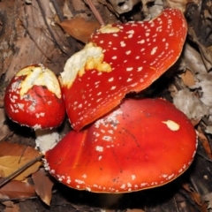 Amanita muscaria (Fly Agaric) at Acton, ACT - 29 Apr 2022 by TimL