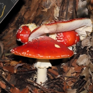 Amanita muscaria at Acton, ACT - 29 Apr 2022