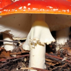 Amanita muscaria at Acton, ACT - 29 Apr 2022