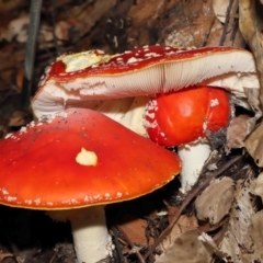 Amanita muscaria at Acton, ACT - 29 Apr 2022