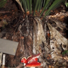 Amanita muscaria at Acton, ACT - 29 Apr 2022