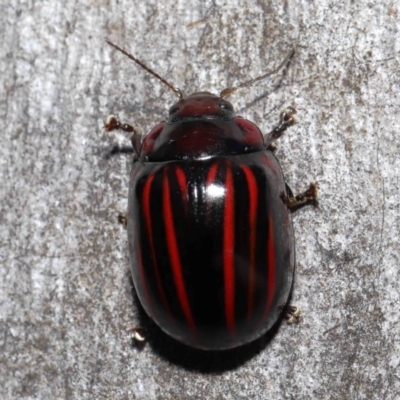 Paropsisterna nigerrima (Leaf beetle, Button beetle) at ANBG - 29 Apr 2022 by TimL