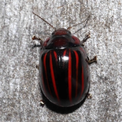 Paropsisterna nigerrima (Leaf beetle, Button beetle) at Acton, ACT - 29 Apr 2022 by TimL