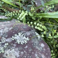 Asplenium flabellifolium (Necklace Fern) at Ben Boyd National Park - 23 Apr 2022 by JaneR