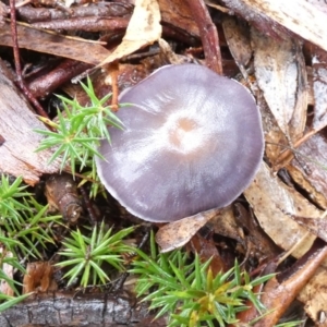 Cortinarius sp. - lilac, blue(ish), purple(ish) at Boro - 28 Apr 2022