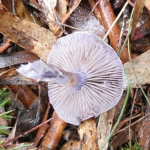 Cortinarius sp. - lilac, blue(ish), purple(ish) at Boro - 28 Apr 2022