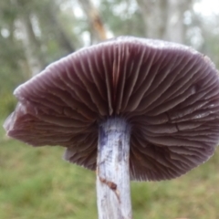 Cortinarius sp. - lilac, blue(ish), purple(ish) at Boro - 28 Apr 2022