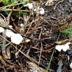 Unidentified Cap, gills below, no stem & usually on wood [stemless mushrooms & the like] at Boro, NSW - 27 Apr 2022 by Paul4K