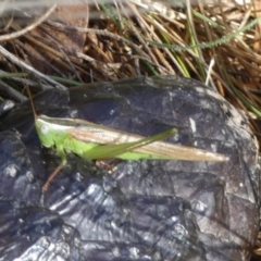 Conocephalus semivittatus at Boro, NSW - 29 Apr 2022