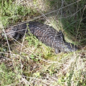 Tiliqua rugosa at Boro, NSW - 29 Apr 2022