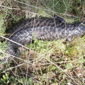 Tiliqua rugosa at Boro, NSW - suppressed