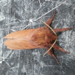 Oxycanus rufescens at Boro, NSW - suppressed