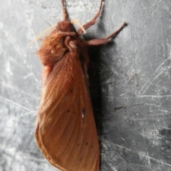 Oxycanus rufescens at Boro, NSW - suppressed