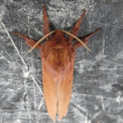 Oxycanus rufescens at Boro, NSW - suppressed