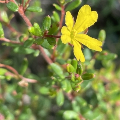 Hibbertia aspera subsp. aspera at Ben Boyd National Park - 23 Apr 2022 by JaneR