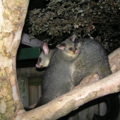 Trichosurus vulpecula (Common Brushtail Possum) at Kambah, ACT - 29 Apr 2022 by MatthewFrawley