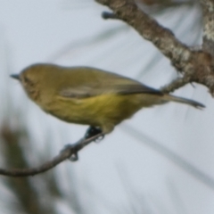 Acanthiza nana (Yellow Thornbill) at Boro, NSW - 29 Apr 2022 by Paul4K