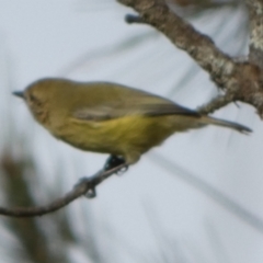 Acanthiza nana (Yellow Thornbill) at Boro - 28 Apr 2022 by Paul4K