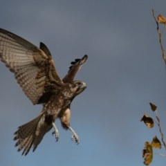 Falco berigora (Brown Falcon) at Stromlo, ACT - 29 Apr 2022 by rawshorty