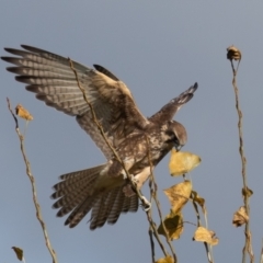Falco berigora at Stromlo, ACT - 29 Apr 2022