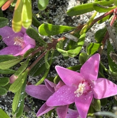 Crowea exalata subsp. magnifolia at Green Cape South - 25 Apr 2022 by JaneR