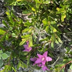 Crowea exalata subsp. magnifolia at Green Cape, NSW - suppressed