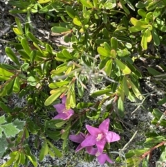 Crowea exalata subsp. magnifolia at Green Cape, NSW - 25 Apr 2022