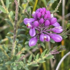 Comesperma ericinum (Heath Milkwort) at Green Cape, NSW - 25 Apr 2022 by JaneR