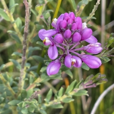 Comesperma ericinum (Heath Milkwort) at Ben Boyd National Park - 25 Apr 2022 by JaneR