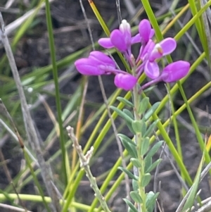 Comesperma ericinum at Green Cape, NSW - 25 Apr 2022