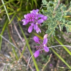 Comesperma ericinum at Green Cape, NSW - 25 Apr 2022