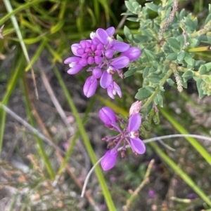 Comesperma ericinum at Green Cape, NSW - 25 Apr 2022 11:25 AM